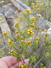 Oedera squarrosa