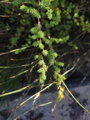 Asparagus rubicundus