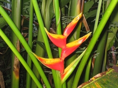 Heliconia bihai