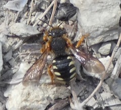 Rhodanthidium septemdentatum
