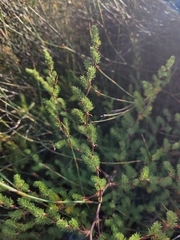 Asparagus rubicundus