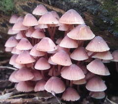 Mycena haematopus