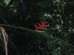 Heliconia bihai