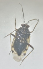 Deraeocoris