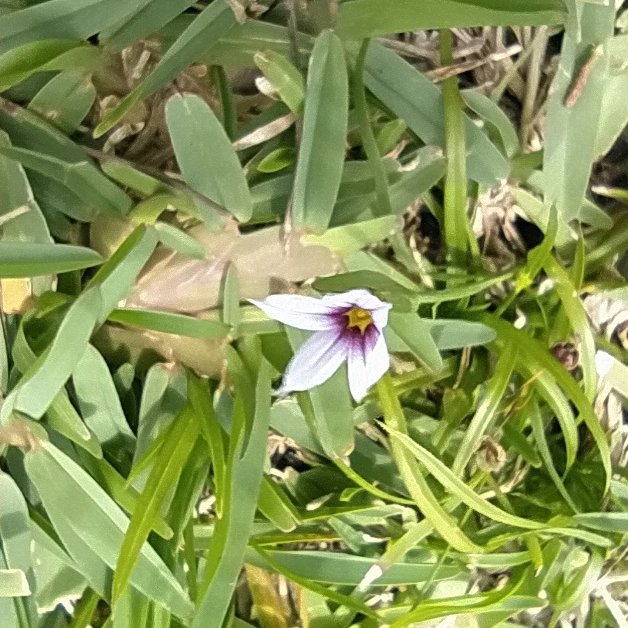 Sisyrinchium micranthum