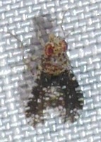 Homoneura trypetoptera