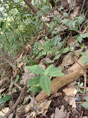 Goodyera foliosa