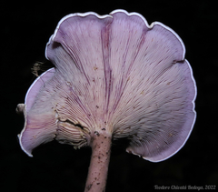 Trogia cantharelloides