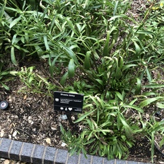 Leucanthemum × superbum