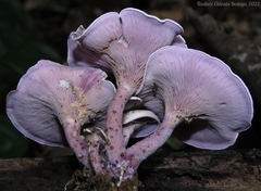 Trogia cantharelloides