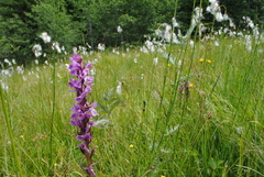 Dactylorhiza