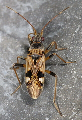 Beosus maritimus