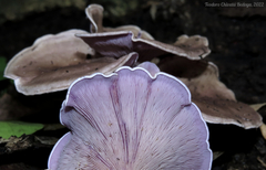 Trogia cantharelloides