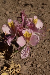 Alstroemeria exserens