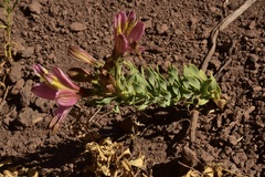 Alstroemeria exserens
