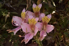 Alstroemeria exserens