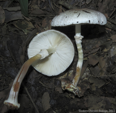 Leucoagaricus