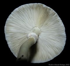 Leucoagaricus