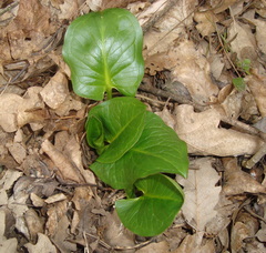 Arum cylindraceum