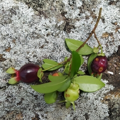 Eugenia involucrata