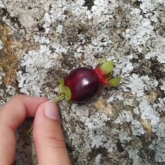 Eugenia involucrata
