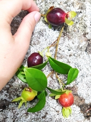 Eugenia involucrata