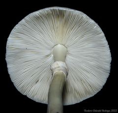 Leucoagaricus