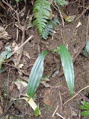 Tainia dunnii
