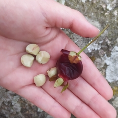 Eugenia involucrata
