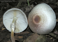 Leucoagaricus