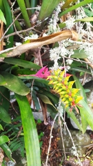 Aechmea nudicaulis