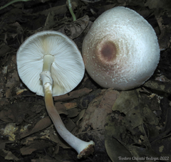 Leucoagaricus