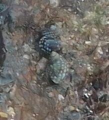 Echinolittorina punctata