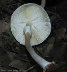 Leucoagaricus