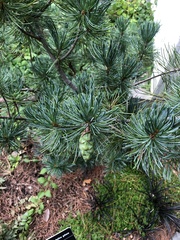 Pinus fenzeliana