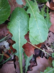 Lactuca virosa