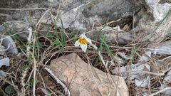 Crocus hyemalis