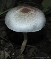 Leucoagaricus