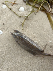 Acanthostracion quadricornis