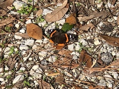 Vanessa atalanta