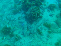 Holothuria fuscocinerea