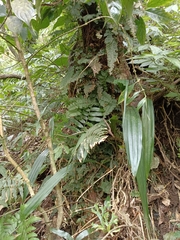 Tainia dunnii