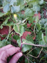 Sonchus oleraceus