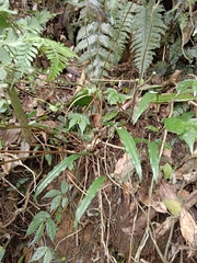 Tainia dunnii