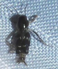 Tridactylidae