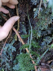 Hymenophyllum badium