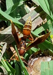 Polistes cavapyta