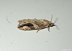 Proteoteras crescentana