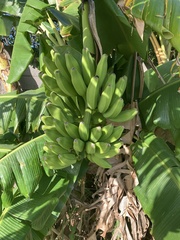 Musa
