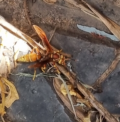 Polistes cavapyta